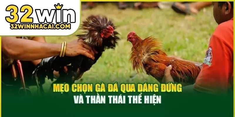 cach-xem-tuong-ga-01