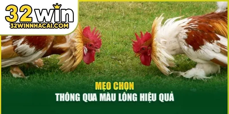 cach-xem-tuong-ga-03