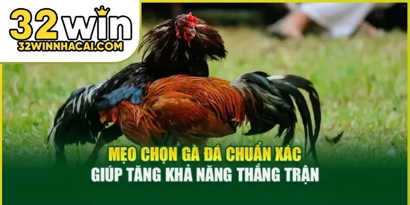 cach-xem-tuong-ga