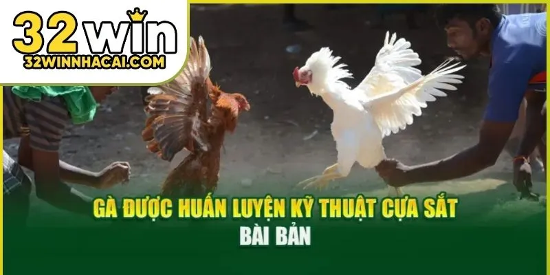 da-ga-cua-dao-01